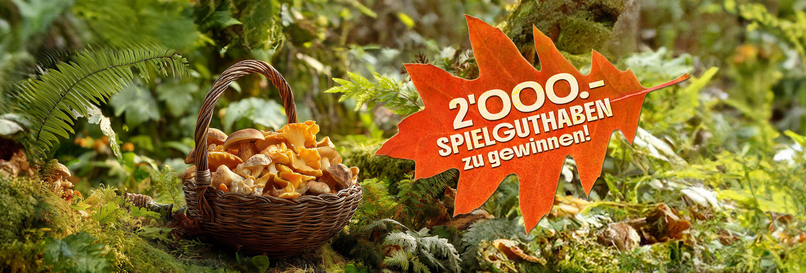 Korb Pilze Gewinnspiel