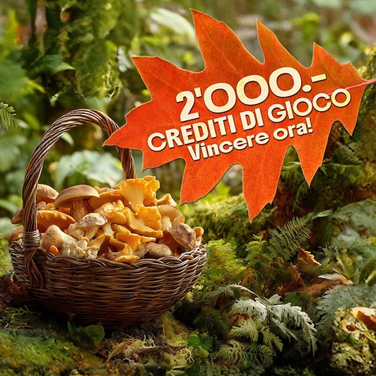 SWL_2025-10_Wettbewerb_Pilze_660x660_de un cestino colmo di deliziosi funghi,sorteggio